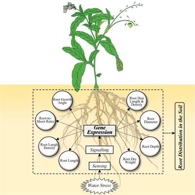 Frontiers | Responses of root system architecture to water stress